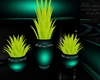 Veronia 3 vase plants