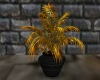 Golden Fern Plant