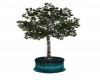 {LS} Ficus Tree