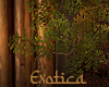 Exotica Climbing Plant