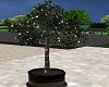 Lighted Planted Tree