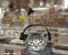 cat listening to music2