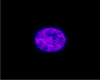 Solar Purple (U)