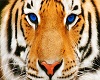*Nrd* Tiger Banner