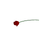 Red-Single-Rose-Gift