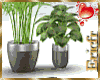 [Efr] Interior Plants 30