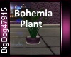 [BD]BohemiaPlant