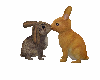 love bunnies