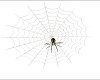 Spider With Spider Web