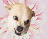 Animation dog flower