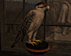 Hawk on Perch