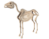 Horse Skeleton Still Fig