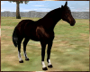 Dark Beauty Horse