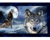 ! wolves and moon !