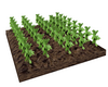 Potatoe Plants