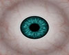 m28 eyes turquoise (F)