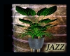 Jazzie Night Rocks Plant