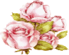3 pink rose buds