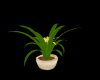 Plant v3