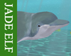 [JE] Dolphin Ride