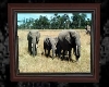[CC] wild Elephants