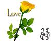 Yellow Rose Love