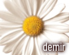 [D] Romantic daisy