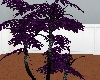 Purple palm3