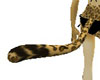 Beige Leopard tail