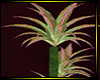 O*tropical house plant