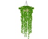 Hanging Plant