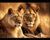 !Lion&Lionne Art