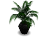 Plant home