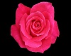^LT^ Falling Pink Roses 
