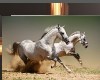 BRONZE FRAME HORSES