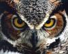Owl Eye's