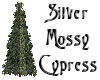 ~ Silver Mossy Cypress