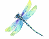 Dragonflies