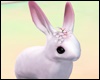 *Y* Cute Bunny
