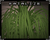 Ril- Ponytail Palm Plant
