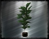 Potted Tree