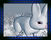 🐇 Winter Snow Bunny