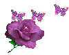 [j] roses