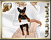 "S" ROTWILLER PUPY CARRY