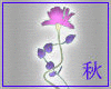 [Rhu]Drv Decorative Rose