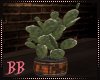 BB|Western Cactus