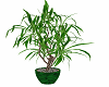 green potted plant