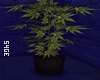 •♕ plant