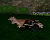 Cuddling With Deers