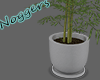 Chinese Bamboo Plant